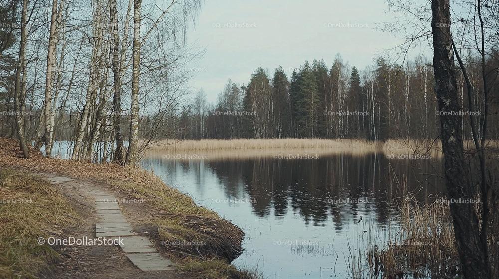 Serene Lakeside Pathway with Birch Trees and Tranquil Waters