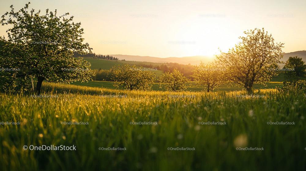 Scenic Orchard at Sunset with Blooming Trees