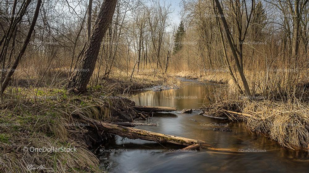 Tranquil Forest Stream in Early Spring