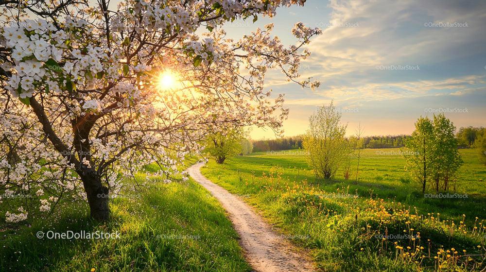 Blossoming Cherry Tree and Country Path at Sunset