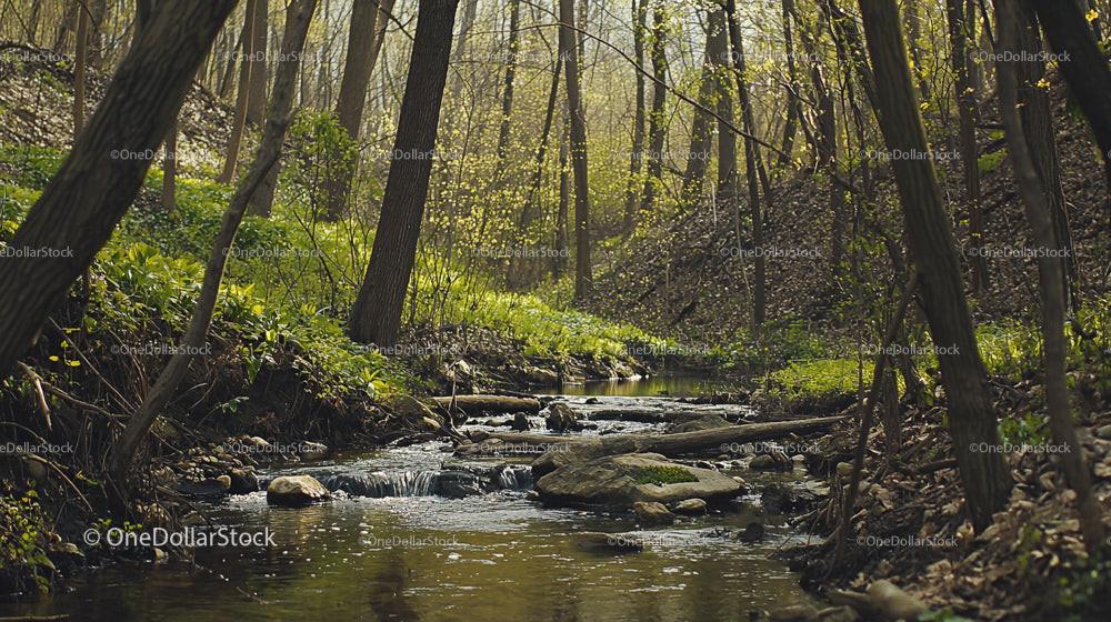 Serene Woodland Stream with Sunlight Filtering Through Trees