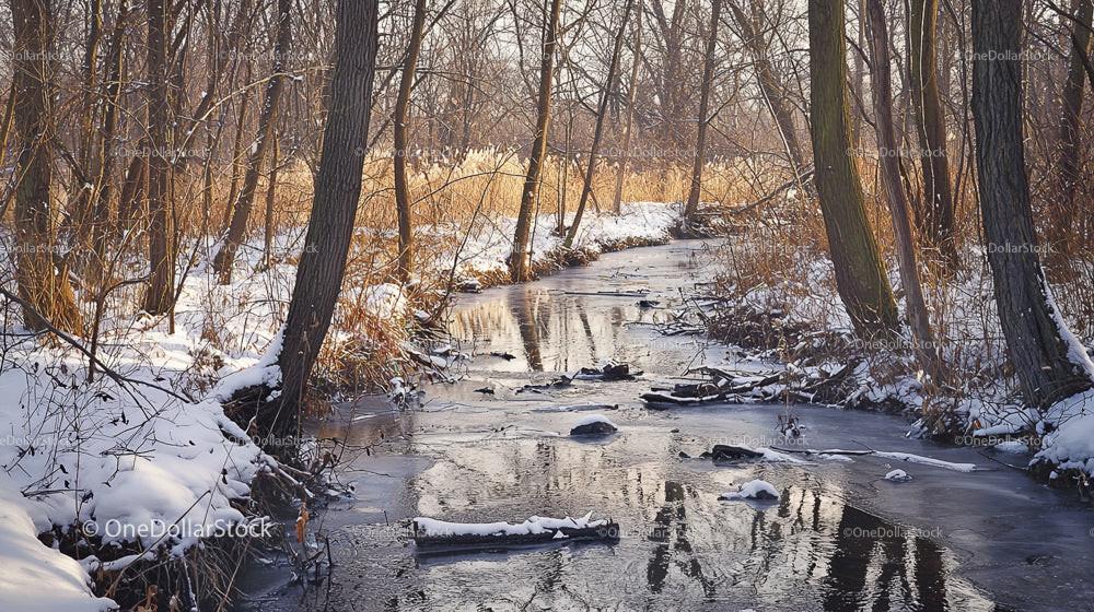 Tranquil Winter Creek Surrounded by Snow-Covered Trees
