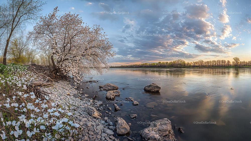 Blooming Tree by Riverbank at Sunset with Vibrant Colors