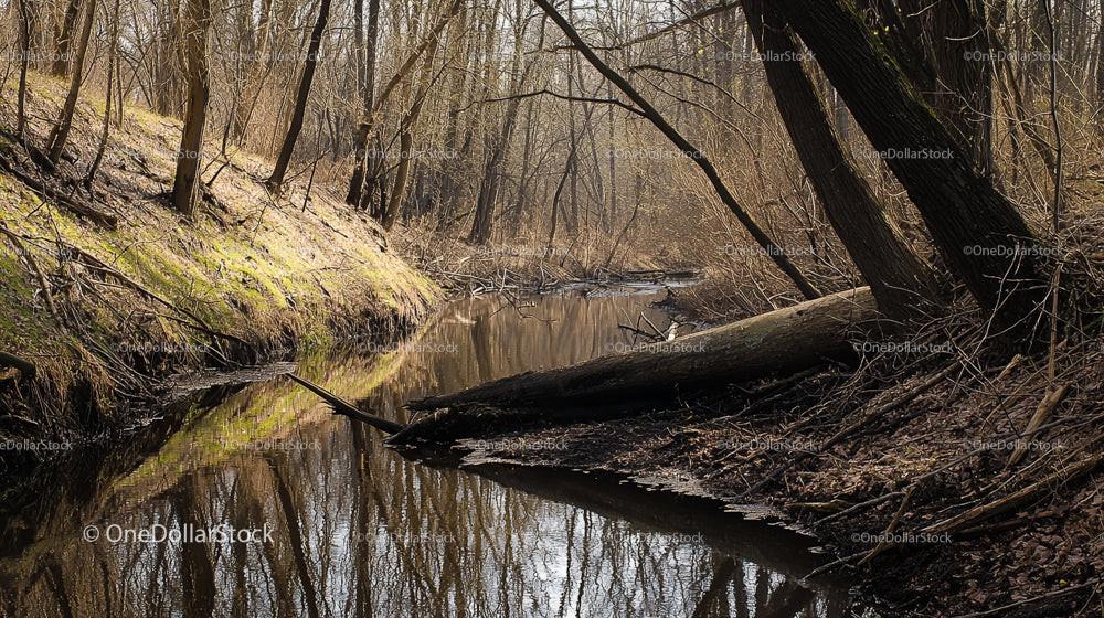 Serene Woodland Creek with Reflective Waters