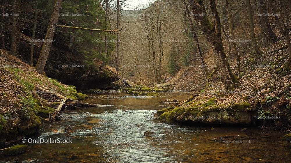Tranquil Forest Stream Meandering Through Autumn Woods