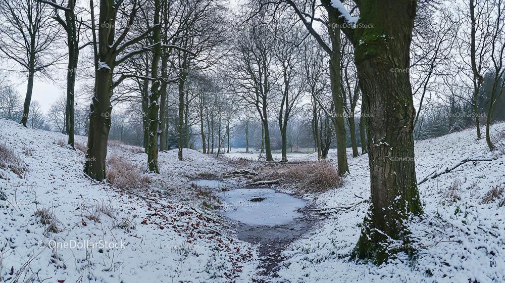 Snow-Covered Forest Path in Serene Winter Landscape