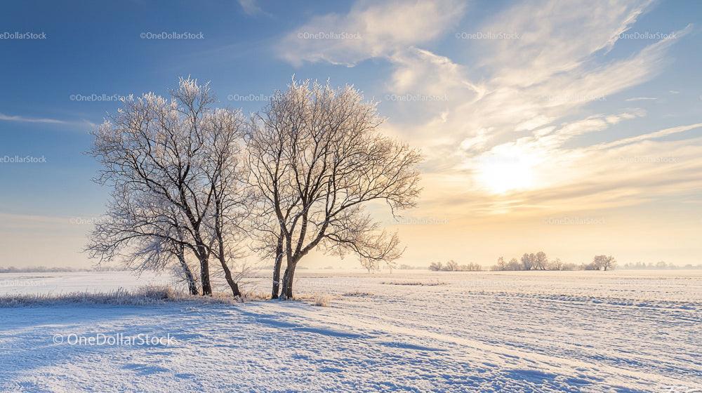 Frosty Trees in a Snow-Covered Field at Sunrise
