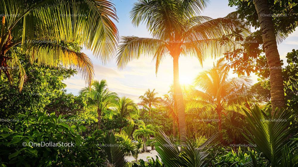Tropical Sunset with Lush Palm Trees and Vibrant Greenery
