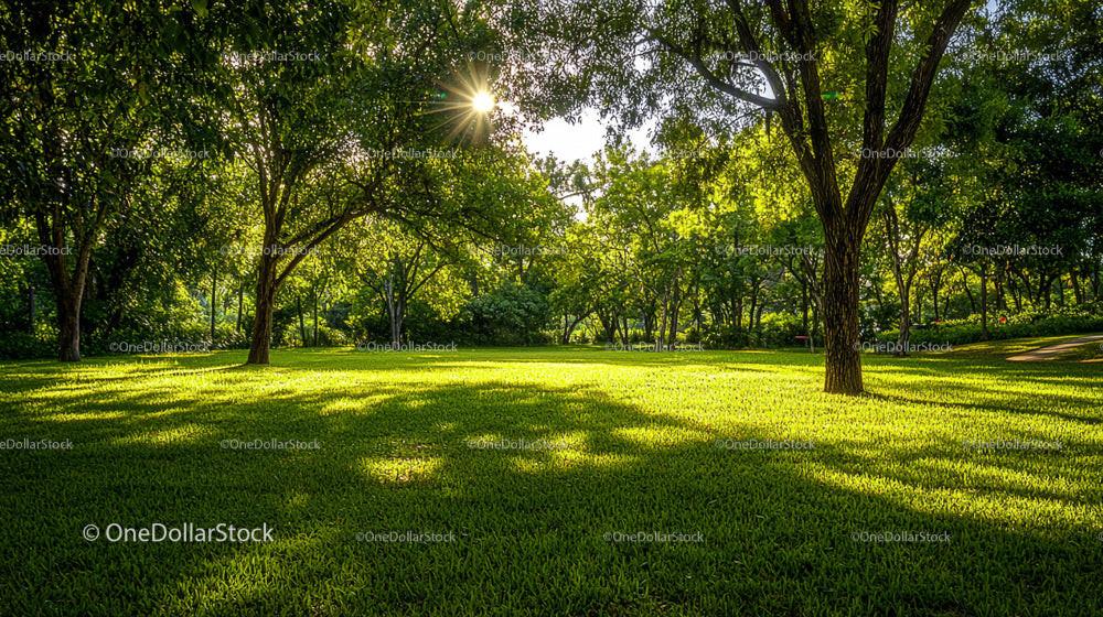 Sunlit Park with Green Lawn and Tall Trees