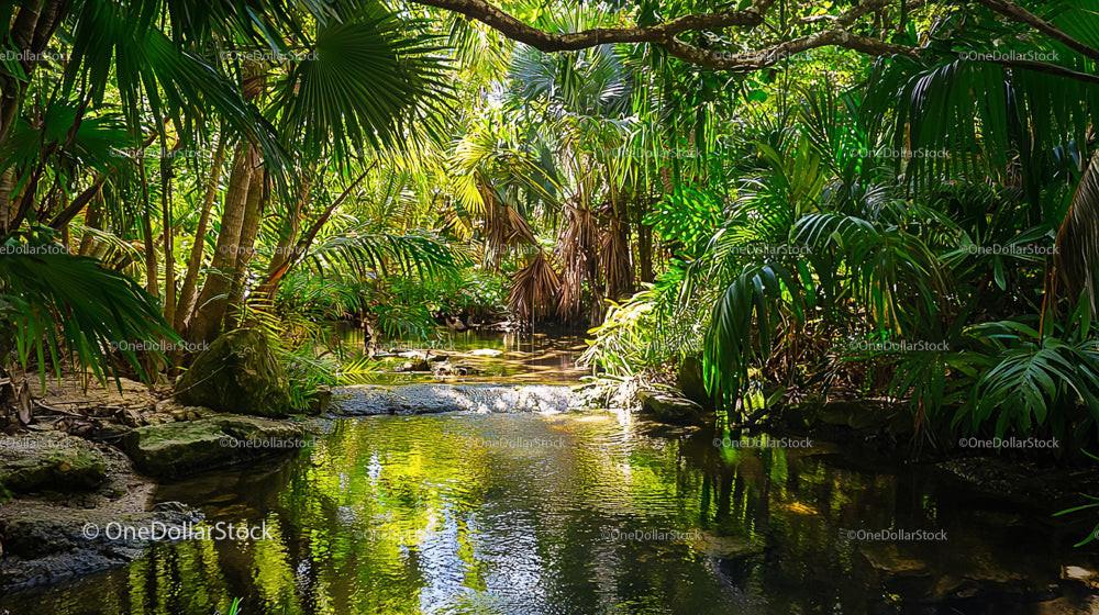 Serene Jungle Stream Amidst Lush Tropical Foliage