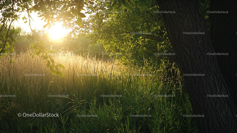Sunlit Meadow with Lush Greenery and Tree Trunk