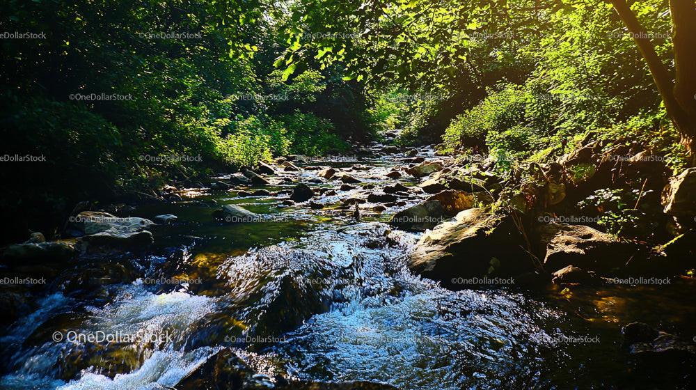 Tranquil Forest Stream with Sunlit Verdant Foliage