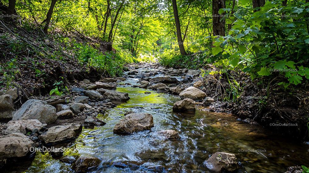Peaceful Forest Stream Surrounded by Lush Greenery