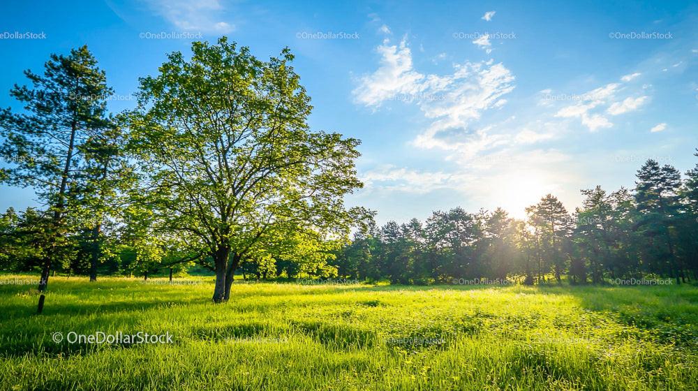 Sunny Meadow with Lush Green Trees and Blue Sky