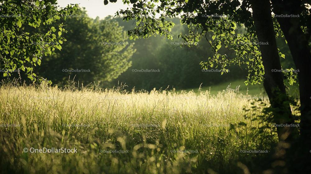 Sunlit Meadow with Lush Green Grass and Trees