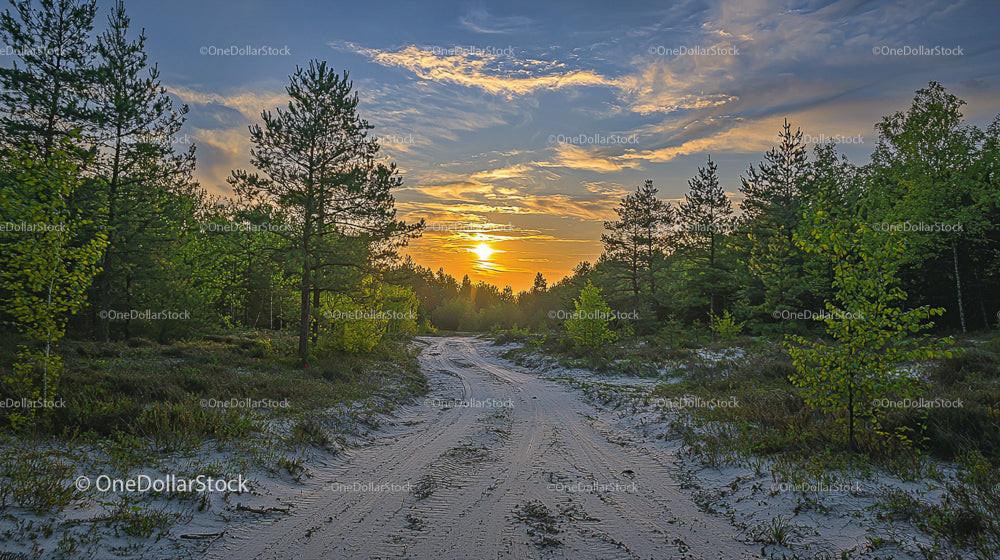 Serene Sunset Over Sandy Path in Pine Forest