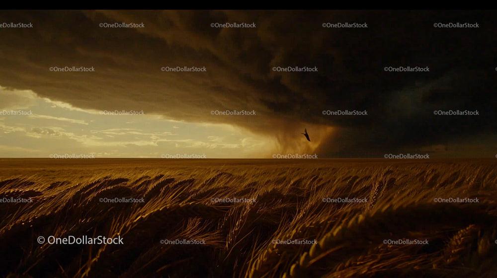 Stormy Sky Over Golden Wheat Field in Evening Light