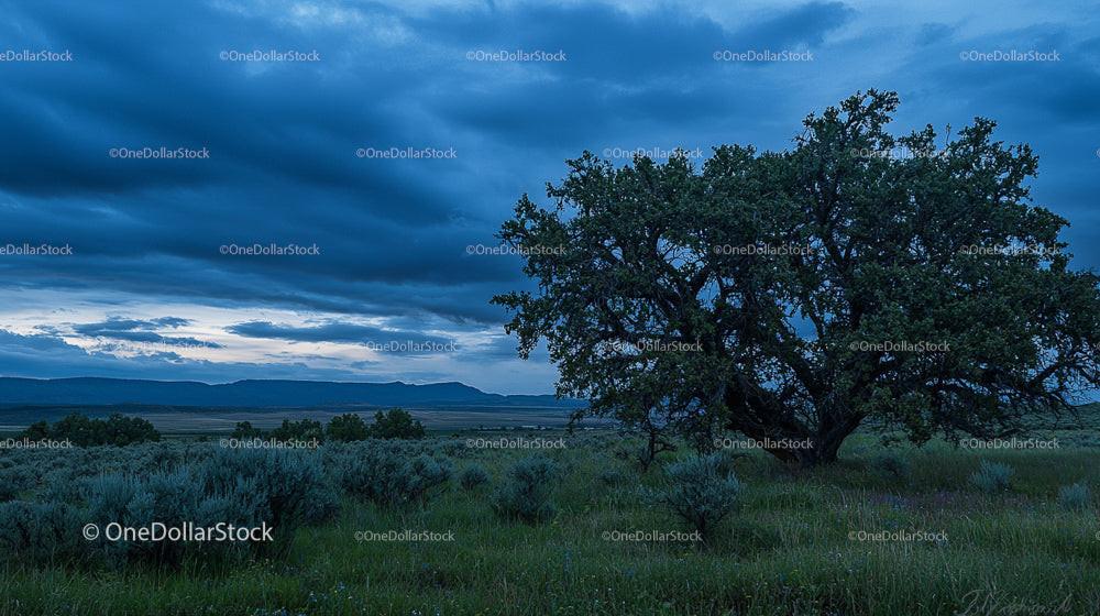 Lone Tree Under a Dramatic Evening Sky in Open Wilderness