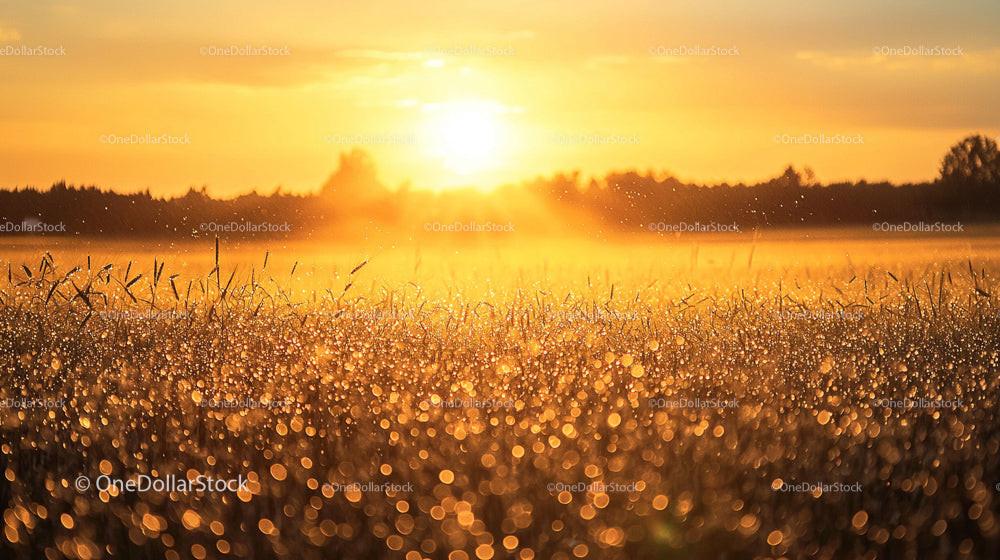 Golden Sunrise Over Dew-Covered Meadow