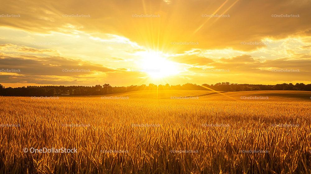 Golden Wheat Field at Sunset with Majestic Sky
