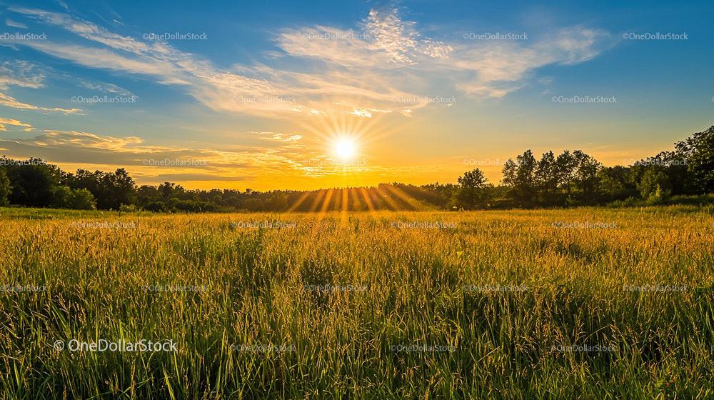 Golden Sunset Over a Tranquil Countryside Field