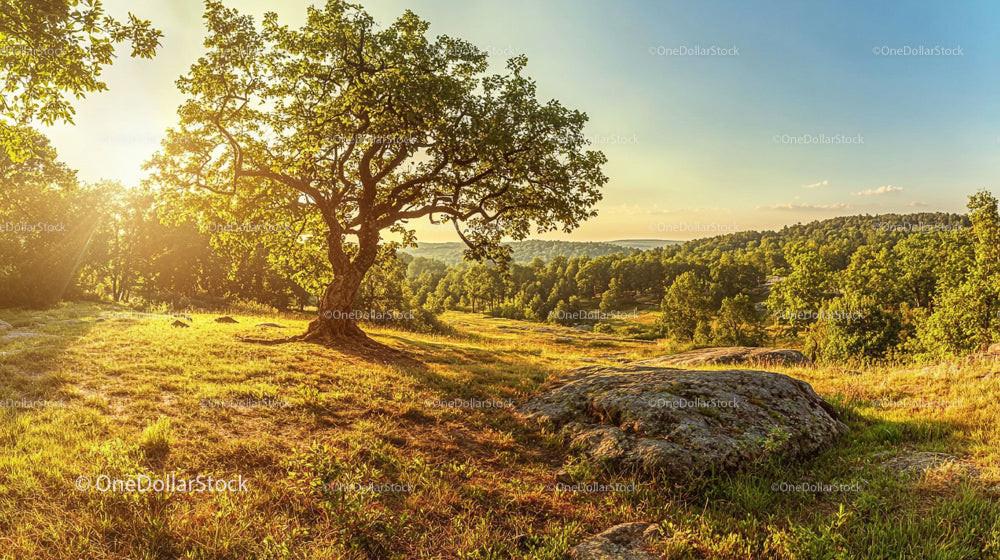 Majestic Oak Tree in Sunlit Meadow at Golden Hour