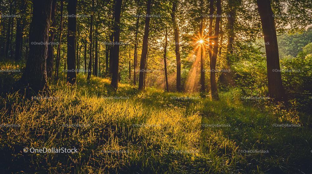 Sunset Sunbeams Through Enchanting Forest
