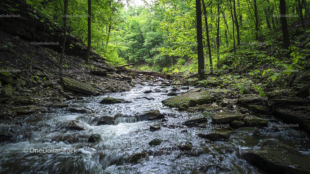 Tranquil Stream Flowing Through Lush Forest Scenery