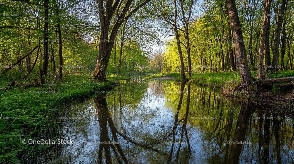 Tranquil Woodland Stream with Reflective Waters in Spring