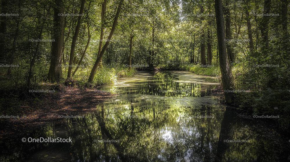 Serene Forest Stream Reflecting Lush Green Foliage