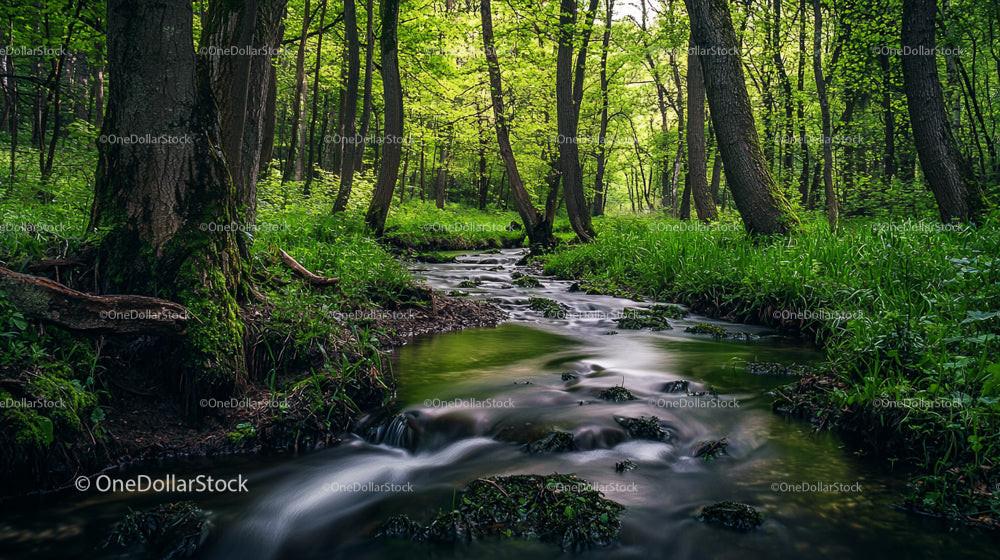 Serene Forest Stream Flowing Through Lush Greenery