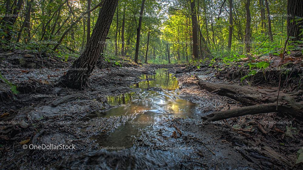 Tranquil Forest Stream with Lush Greenery and Sunlit Path