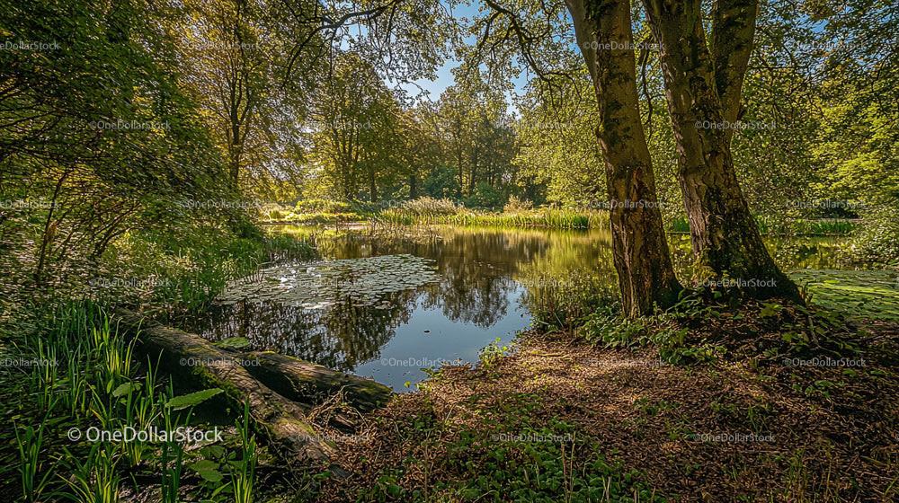 Peaceful Forest Pond Surrounded by Lush Greenery