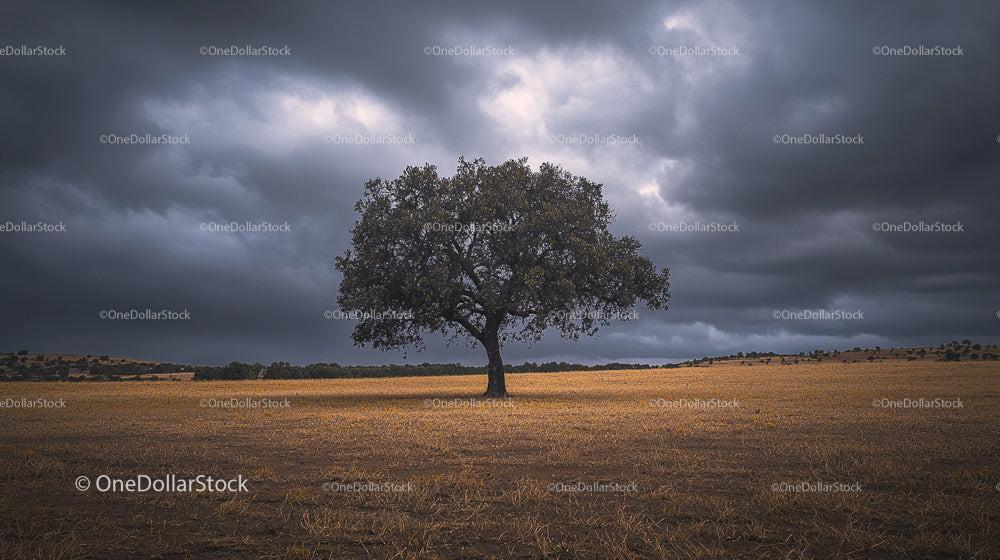 Lone Oak Tree in Open Field Under Stormy Skies