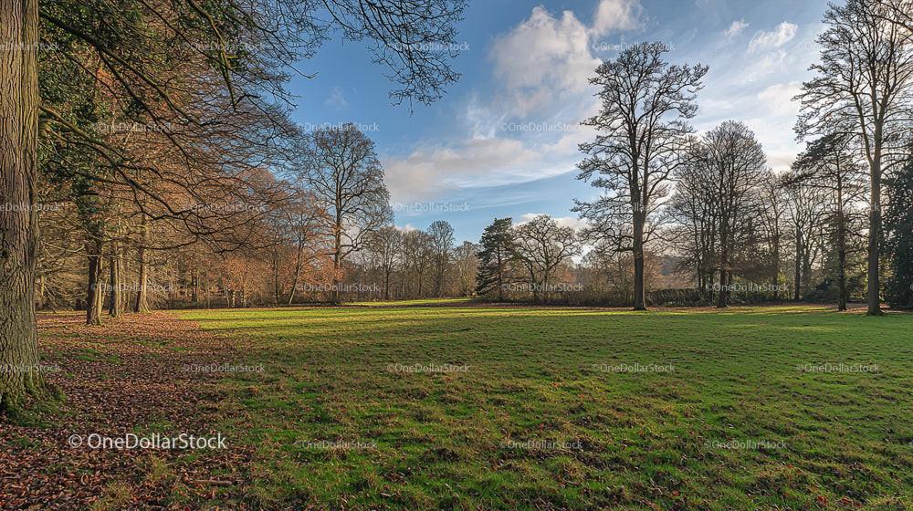 Serene Winter Park with Bare Trees and Green Meadow