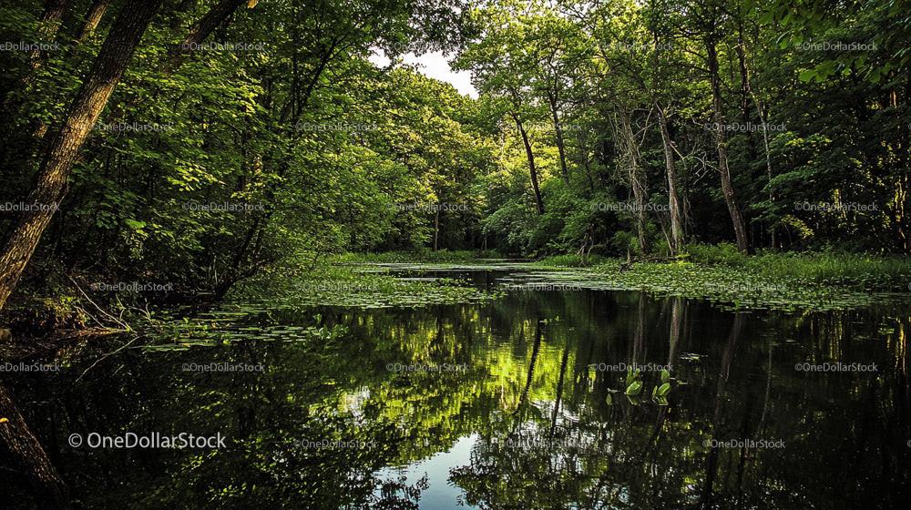 Tranquil Forest Pond Surrounded by Lush Greenery