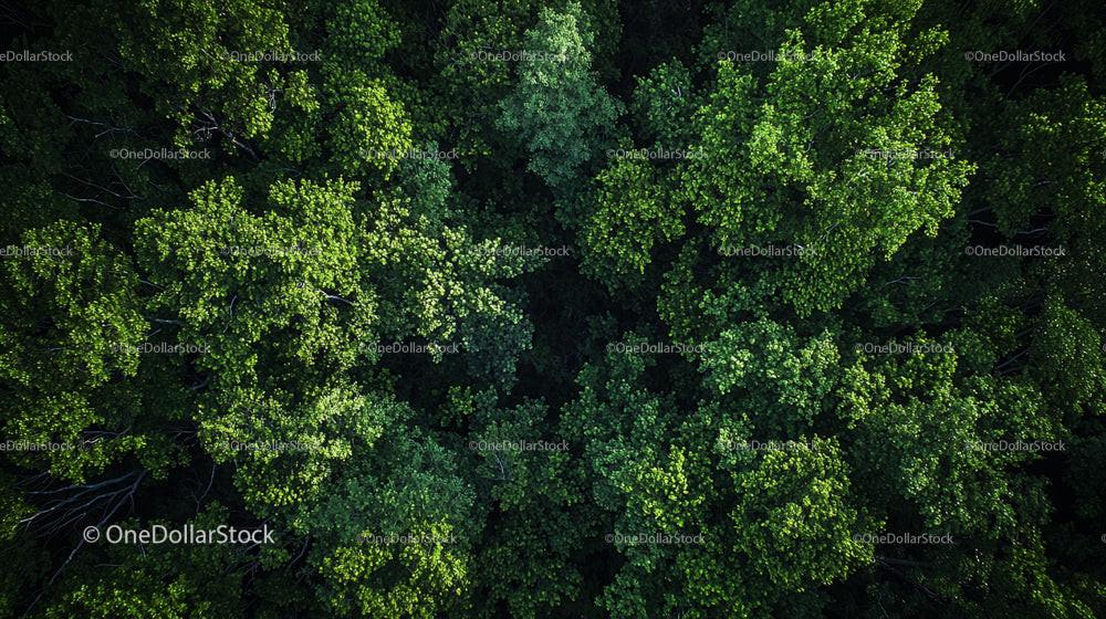 Lush Green Forest Canopy from Above