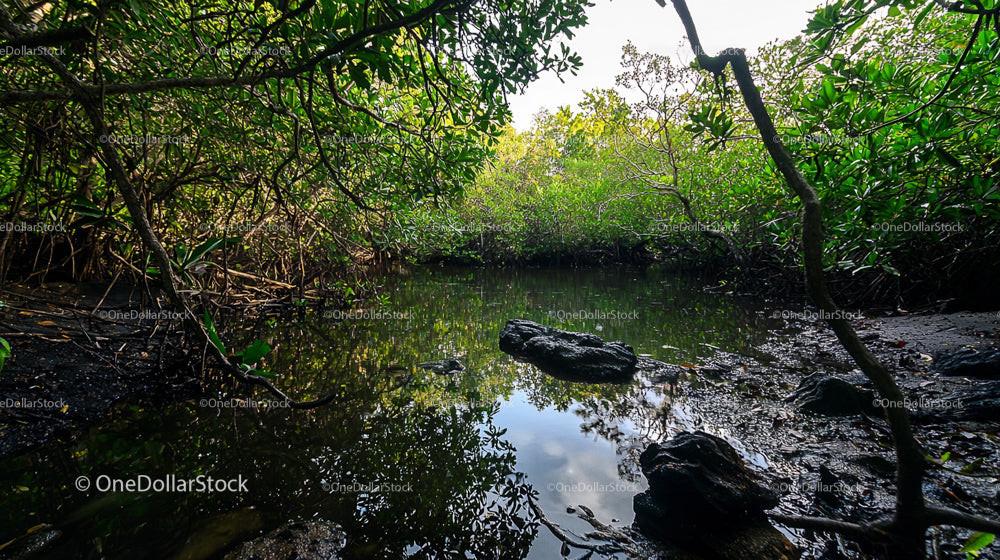 Lush Mangrove Forest Reflected in Tranquil Waters
