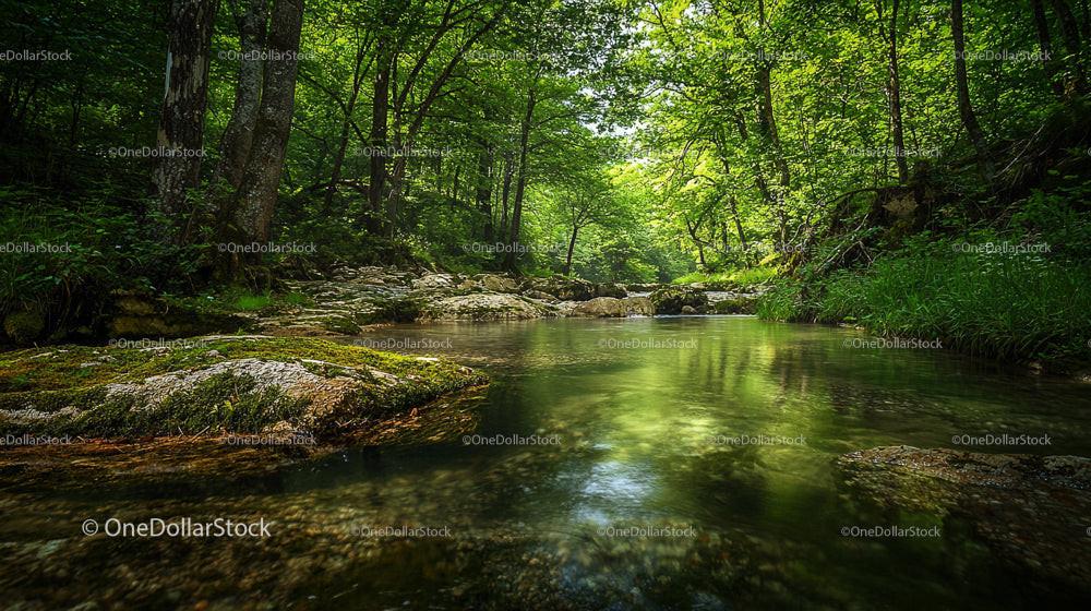 Serene Forest Stream with Lush Greenery and Reflective Waters