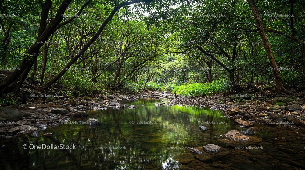 Tranquil Forest Stream with Lush Green Canopy