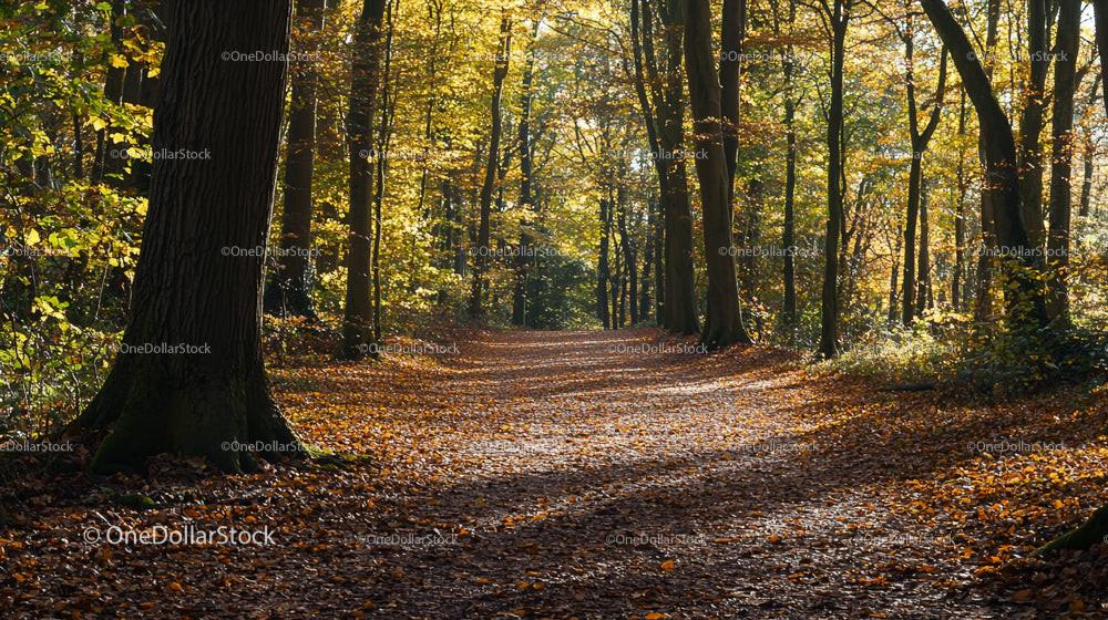 Sunlit Woodland Path with Golden Autumn Leaves