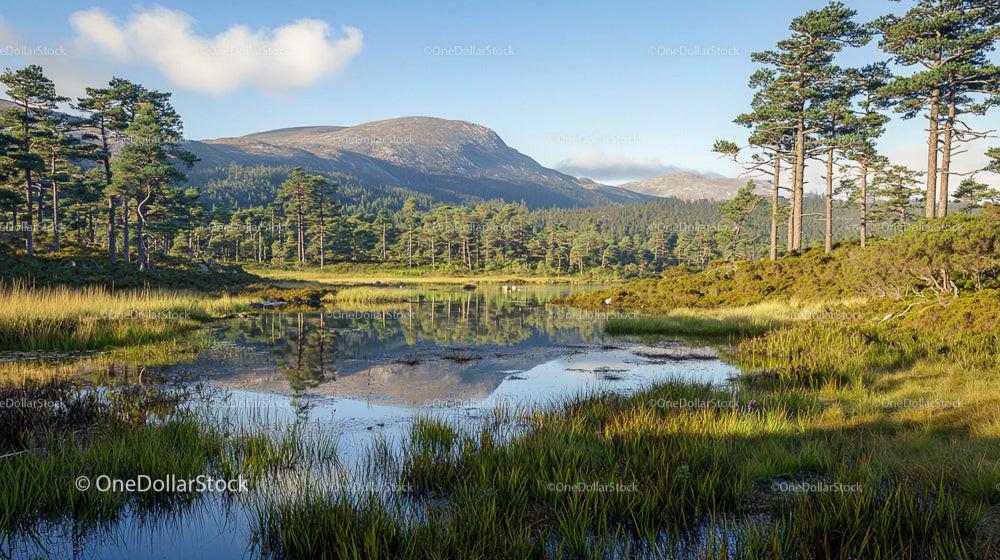 Tranquil Pine Forest and Mountain Reflection in Clear Lake