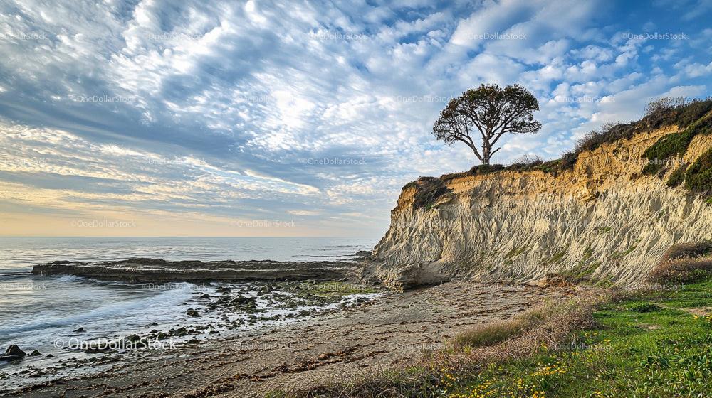 Rugged Cliffside with Lone Tree Overlooking the Ocean