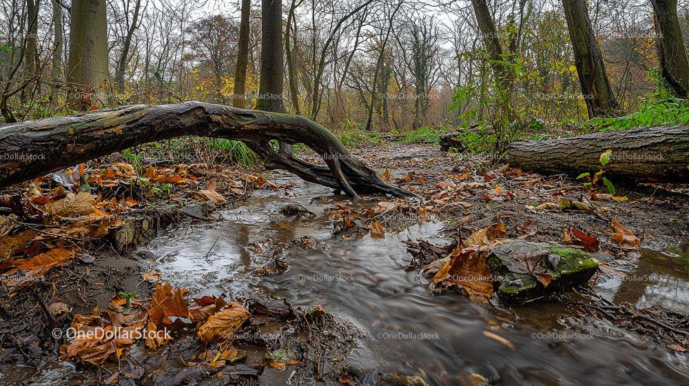 Tranquil Autumn Forest Scene with Flowing Stream and Leaves
