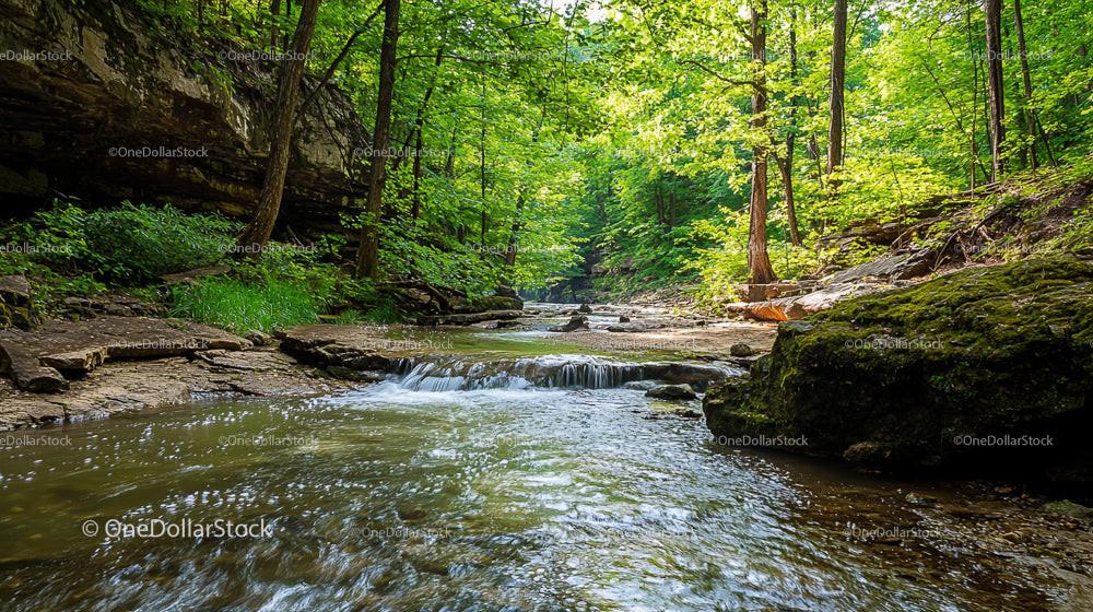 Tranquil Forest Stream with Lush Greenery and Waterfall