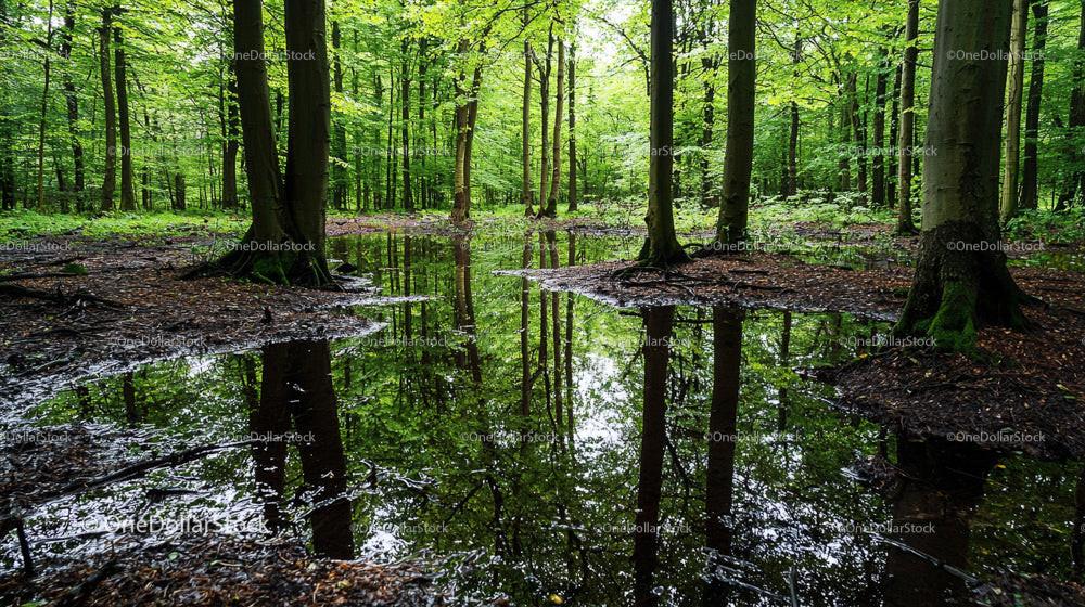 Tranquil Woodland Reflections in a Lush Green Forest