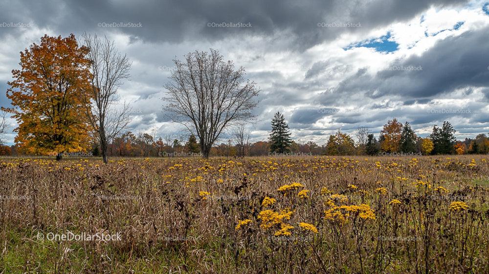 Autumn Meadow with Goldenrod Flowers and Dramatic Sky