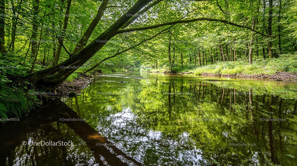 Tranquil River Flowing Through Lush Green Forest