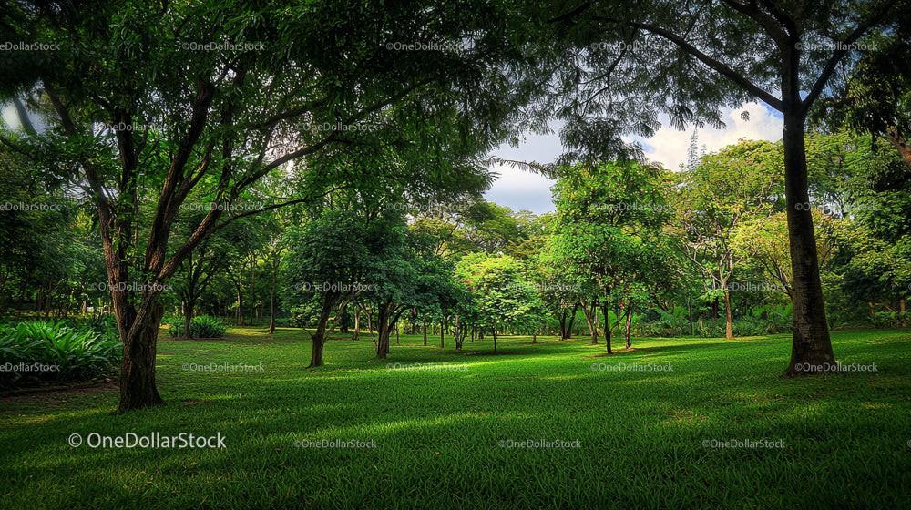 Lush Urban Park with Greenery and Sunlit Trees