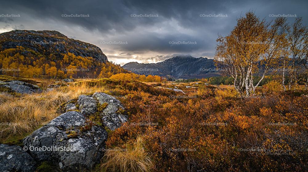 Autumn Landscape with Golden Birch Trees and Rocky Terrain